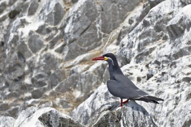 Inca tern (Larosterna inca), Peru 'nun Paracas kentindeki Ballestas Adaları' nın kayalık bir kayasında özgürce tünemiştir..