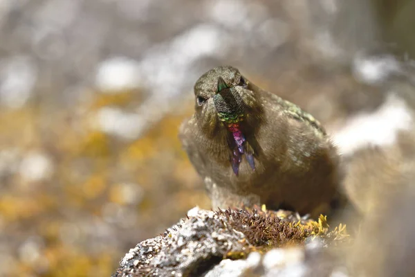 Olivaceous Thornbill Chalcostigma Olivaceum Een Rots Andeshoogten — Stockfoto