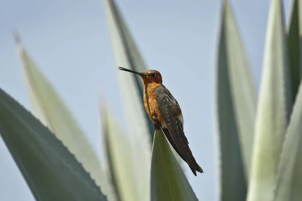 Obří Kolibřík Patagona Gigas Peruviana Rostlině — Stock fotografie