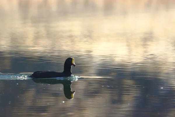 Blässhühner Fulica Gigantea Seiner Natürlichen Umgebung Auf 4000 Einer Andenlagune — Stockfoto