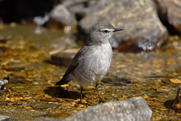 Dormilona Taczanowski Muscisaxicola Griseus — Stockfoto