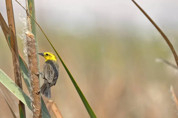 Pájaro Negro Con Capucha Amarilla Chrysomus Icterocephalus Hermoso Espécimen Encaramado —  Fotos de Stock