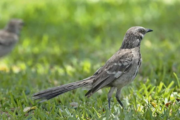 Dvouocasý Drozd Mimus Longicaudatus Portrét Zvířete Sedícího Trávníku Hledajícího Potravu — Stock fotografie