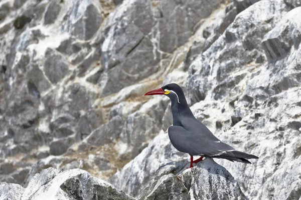 Patrón Inca Larosterna Inca Encaramado Libertad Una Roca Rocosa Las —  Fotos de Stock