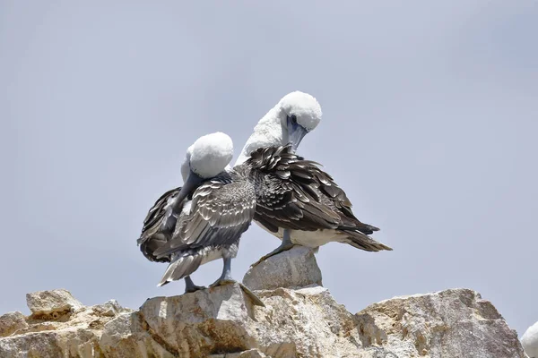 Booby Peruano Sula Variegata Encaramado Una Roca Rocosa Las Islas —  Fotos de Stock