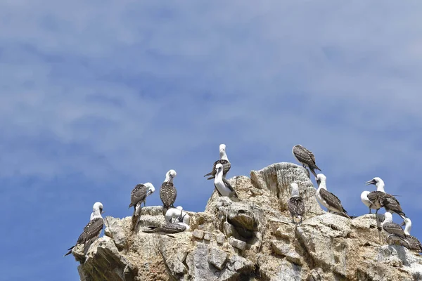 Pequeña Colonia Booby Peruano Sula Variegata Encaramada Una Roca Rocosa —  Fotos de Stock