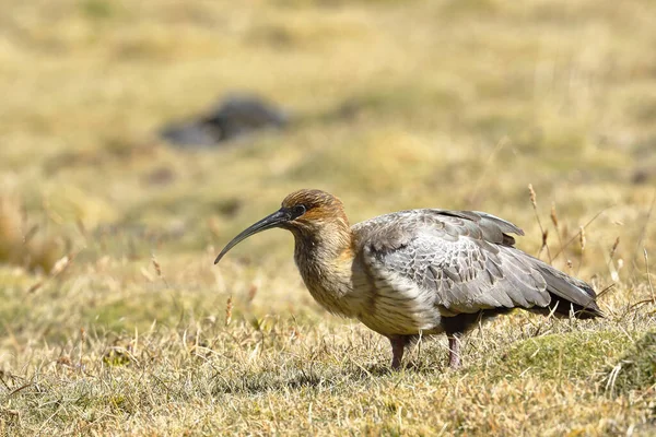 And bandurriası (Theristicus melanopis branickii), And Dağları 'ndaki karlı Huaytapallana yakınlarında gün boyunca kaydedildi.