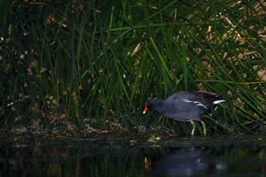Moorhen 'in portresi (Gallinula kloropusu), bir gölün kıyısında beslenir.