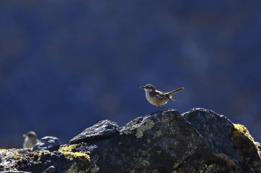 Sıhhi ispinozun (Phrygilus unicolor) doğal ortamında bir kayanın üzerine tünemiş güzel bir örneği. Huancayo - Peru.