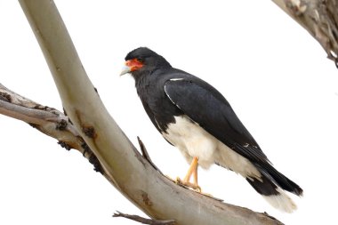 And Dağları 'ndaki bir okaliptüs ağacının dallarına tüneyen bir Andean Caracara' nın (Phalcoboenus megalopterus) ayrıntıları. Huancayo - Peru