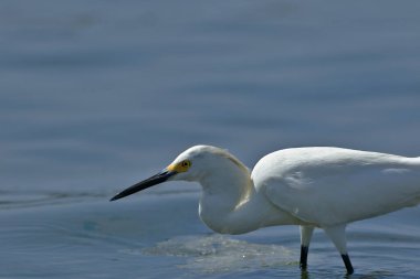 Karlı Egret (Egretta thula), özgürce kopyalandı