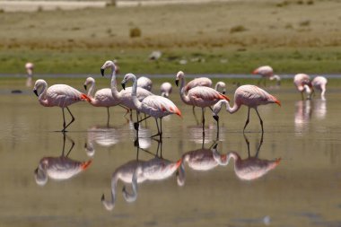 Junin Gölü kıyılarında yürüyen Şili Flamingosu (Phoenicopterus chilensis)