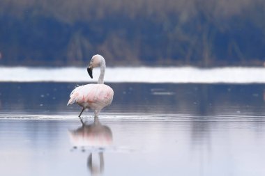 Şili flamingosu (Phoenicopterus chilensis) beslenme gölüne tünemiştir.