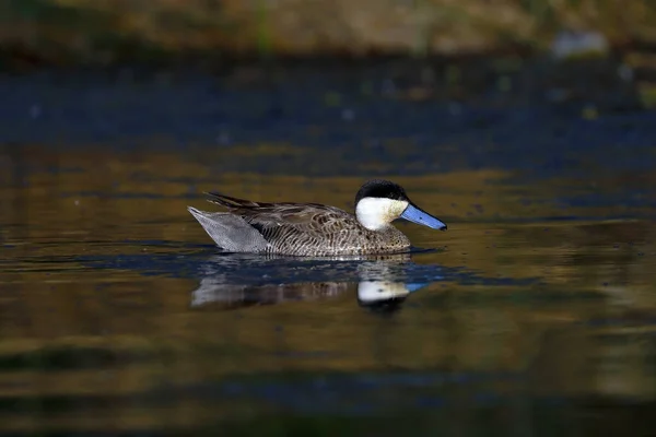 Portrait Canard Andin Anas Puna Nageant Dessus Lac Coucher Soleil — Photo