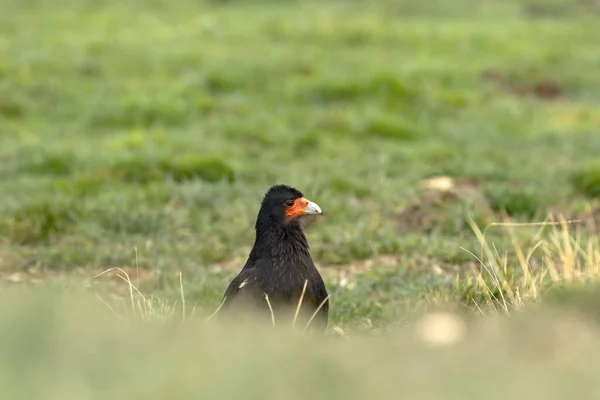 Mountain Caracara Phalcoboenus Megalopterus Peeking Grass — 스톡 사진