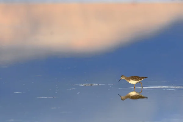 Solitair Exemplaar Van Pitotoy Chico Tringa Flavipes Dat Zich Voedt — Stockfoto