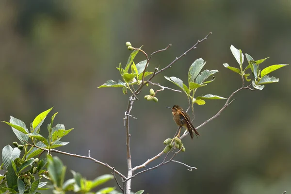 Parlayan Güneş Işığı Aglaeactis Cupripennis Tüylerini Uzatan Bir Dala Tünemişti — Stok fotoğraf