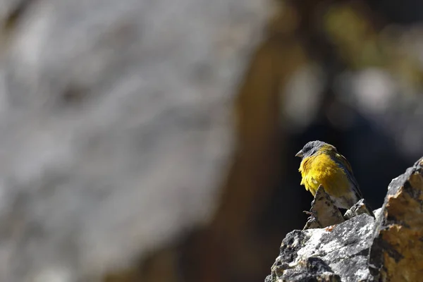 秘鲁的山雀 Phrygilus Punensis 栖息在安第斯山脉高地的岩石之间 — 图库照片