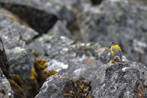 Peruanischer Bergfink Phrygilus Punensis Thront Zwischen Den Felsen Den Andenhöhen — Stockfoto