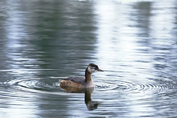 自然環境の中で湿地を泳いでいるシルバー グレベ Podiceps Ocipitalis — ストック写真