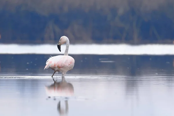 Chilean Flamingo Phoenicopterus Chilensis Perched Feeding Lake — стокове фото