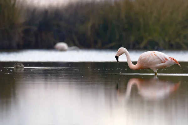 Par Flamingos Chilenos Phoenicopterus Chilensis Caminhando Lago Alimentando — Fotografia de Stock