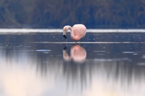 Flamingo Chileno Phoenicopterus Chilensis Empoleirado Lago Alimentação — Fotografia de Stock