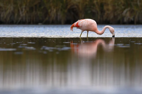 Chilean Flamingo Phoenicopterus Chilensis Perched Feeding Lake — стокове фото