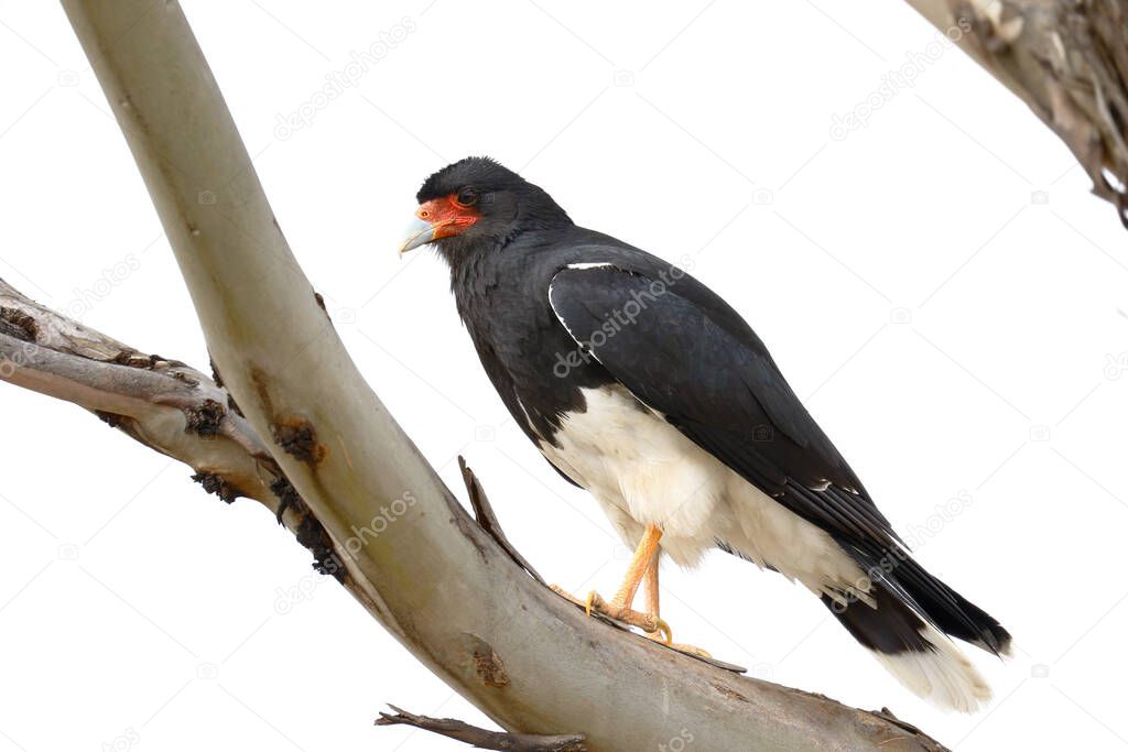 Detail of an Andean Caracara (Phalcoboenus megalopterus) perched on the branches of a eucalyptus tree in the Andes. Huancayo - Peru