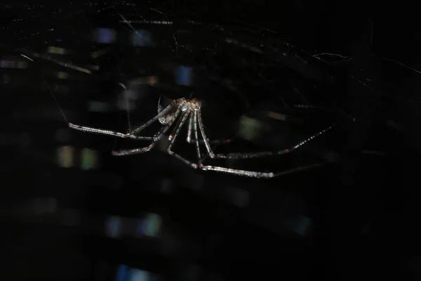 Scytodes Globula 배경에 매달려 강조를 받았는데 그곳에서 거미와 직물의 묘사는 — 스톡 사진