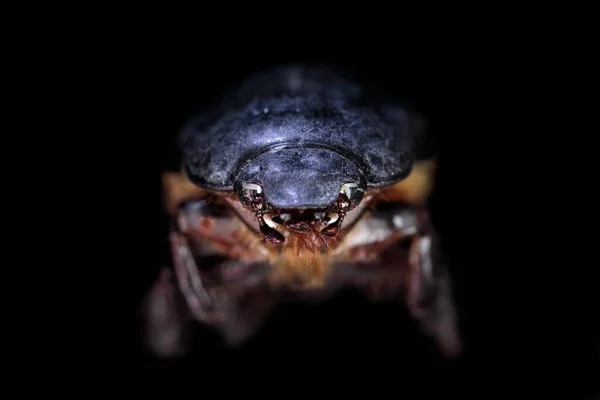 Σκαθάρι Coleoptera Τονίζεται Ένα Μαύρο Φόντο Όπου Λεπτομέρεια Του Σώματός — Φωτογραφία Αρχείου