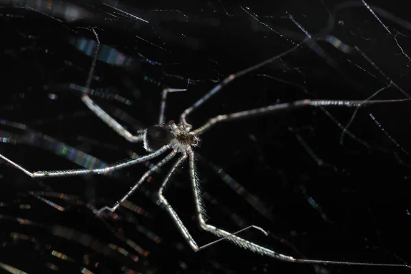 Köpködő Pók Scytodes Globula Lebegett Pókhálójában Egy Fekete Háttér Megfigyelte — Stock Fotó