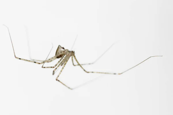 Αράχνη Που Φτύνει Σφαιρίδιο Των Κυτταροειδών Κρεμάστηκε Και Τονίστηκε Λευκό — Φωτογραφία Αρχείου