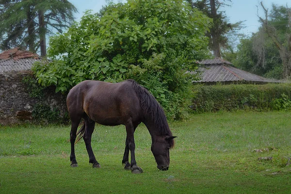 Free Horses Caucasus Mountains — Stock Photo, Image