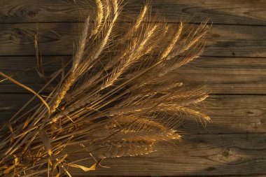 Batan güneşte altın çavdar