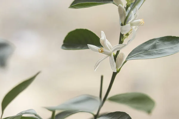 Det Dags Att Blomma För Mandarin — Stockfoto