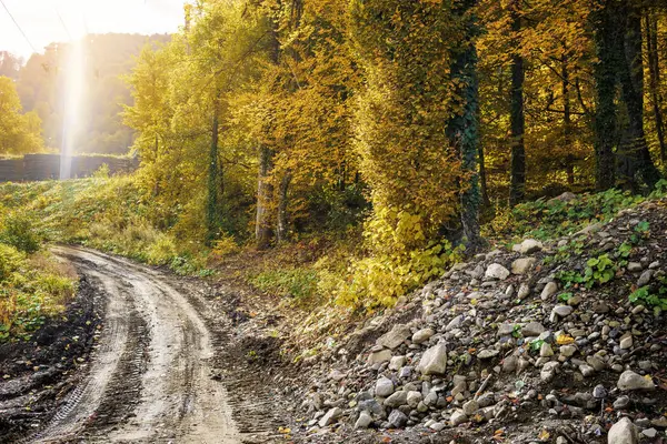 Prachtig herfstbos bergpad bij zonsondergang — Stockfoto