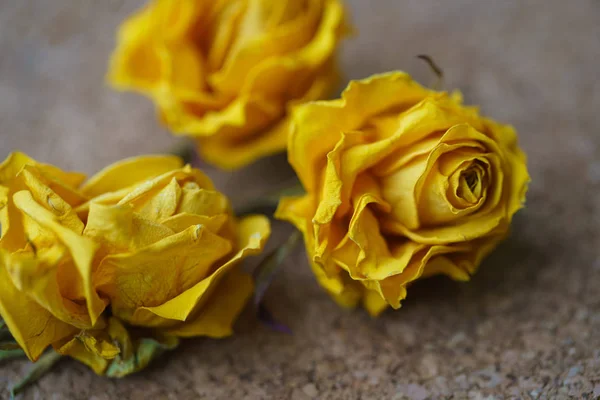 Hermosa rosa seca — Foto de Stock