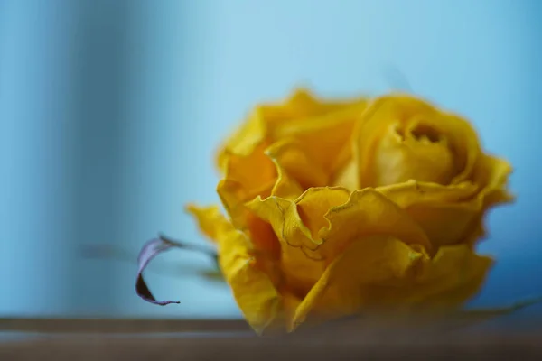 Hermosa rosa seca — Foto de Stock