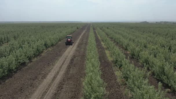 Pohled Shora Dva Traktory Projíždějící Jablečnými Sadovými Uličkami Stromů — Stock video