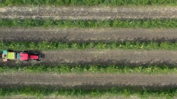 Flygfoto Äppelskörd Äpplen Lådor Efter Skörd Bönder Som Plockar Äpplen — Stockvideo