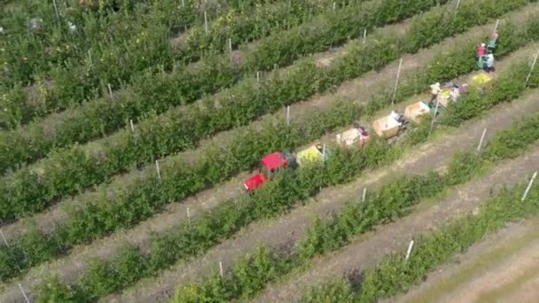 Luchtfoto Appeloogst Appels Kratten Oogst Boeren Die Appels Plukken Een — Stockvideo