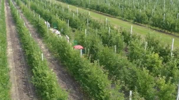 Letecký Pohled Sklizeň Jablek Jablka Bednách Sklizni Farmáři Sbírající Jablka — Stock video