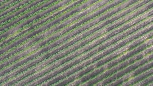 Vista Aérea Del Campo Manzanas Verano Con Redes Granizo — Vídeo de stock