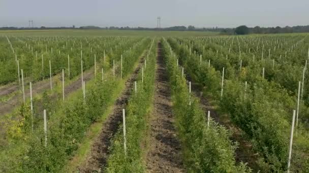 Aerial View Summer Apple Orchard Field Hail Nets — Stock Video