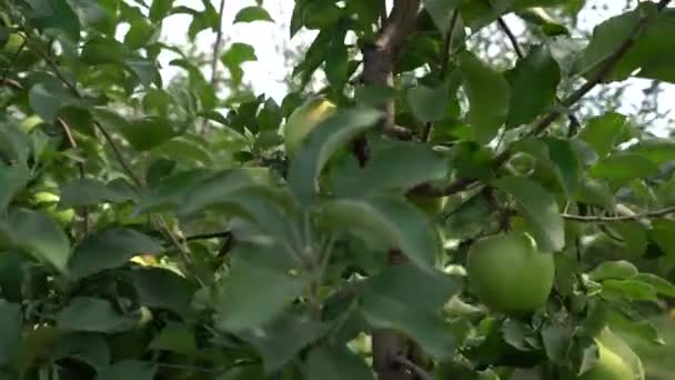 Яблоня Зелеными Яблоками Саду Закрыть Разрешение — стоковое видео