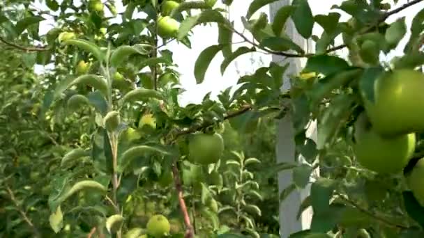 Árvore Maçã Com Maçãs Verdes Jardim Close Resolução — Vídeo de Stock