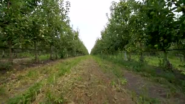 Aerial View Summer Apple Orchard Field Hail Nets — Stock Video