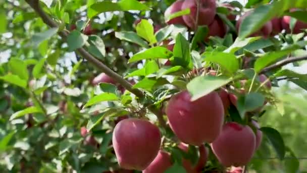 Zapis Czerwonych Jabłek Słońcu Jabłoń Czerwonymi Jabłkami Zamyka Się Zachodzie — Wideo stockowe