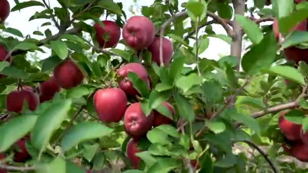 Zapis Czerwonych Jabłek Słońcu Jabłoń Czerwonymi Jabłkami Zamyka Się Zachodzie — Wideo stockowe